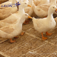 Équipement de volaille entier de système d&#39;alimentation automatique de canard de série de Leon pour la ferme de canard
